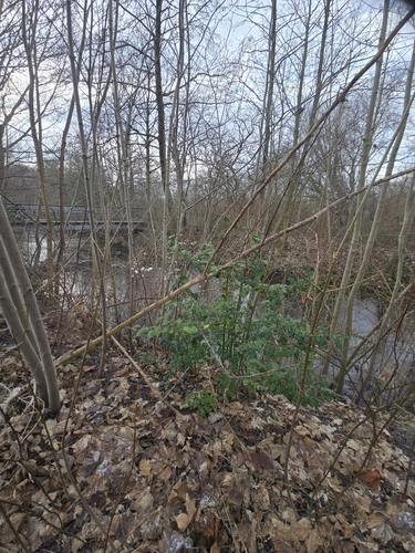 Ilex aquifolium