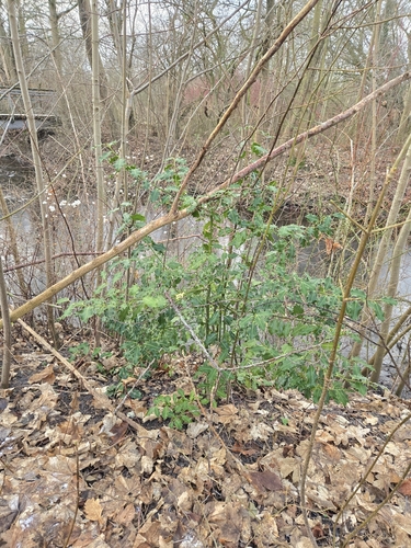Ilex aquifolium