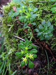 Sedum formosanum