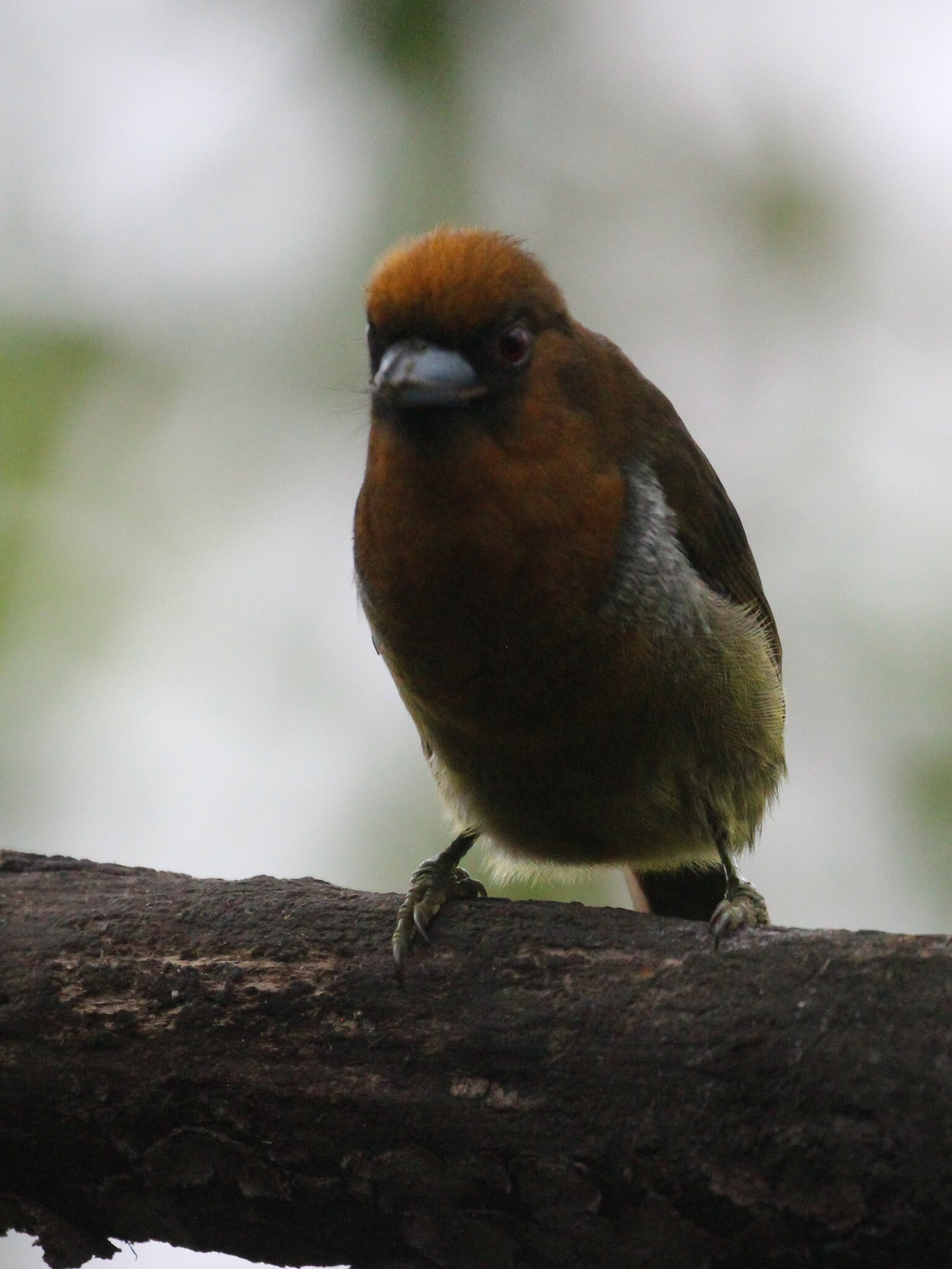 Prong-billed Barbet (Semnornis frantzii), photo 6