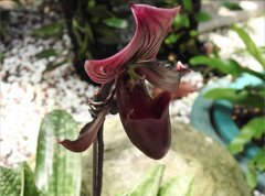 Paphiopedilum