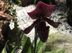 Paphiopedilum