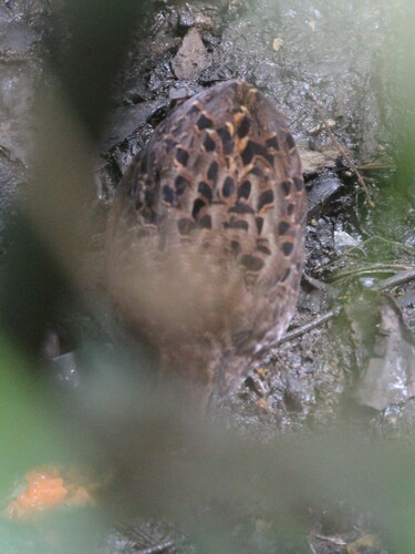 Spotted Wood Quail (Odontophorus guttatus), photo 9