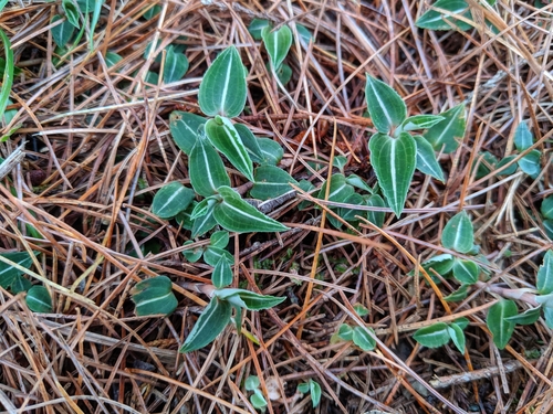 Image of Goodyera velutina by (c) Cheng-Te Hsu, some rights reserved (CC BY)