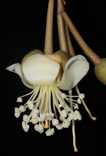 Durio zibethinus
