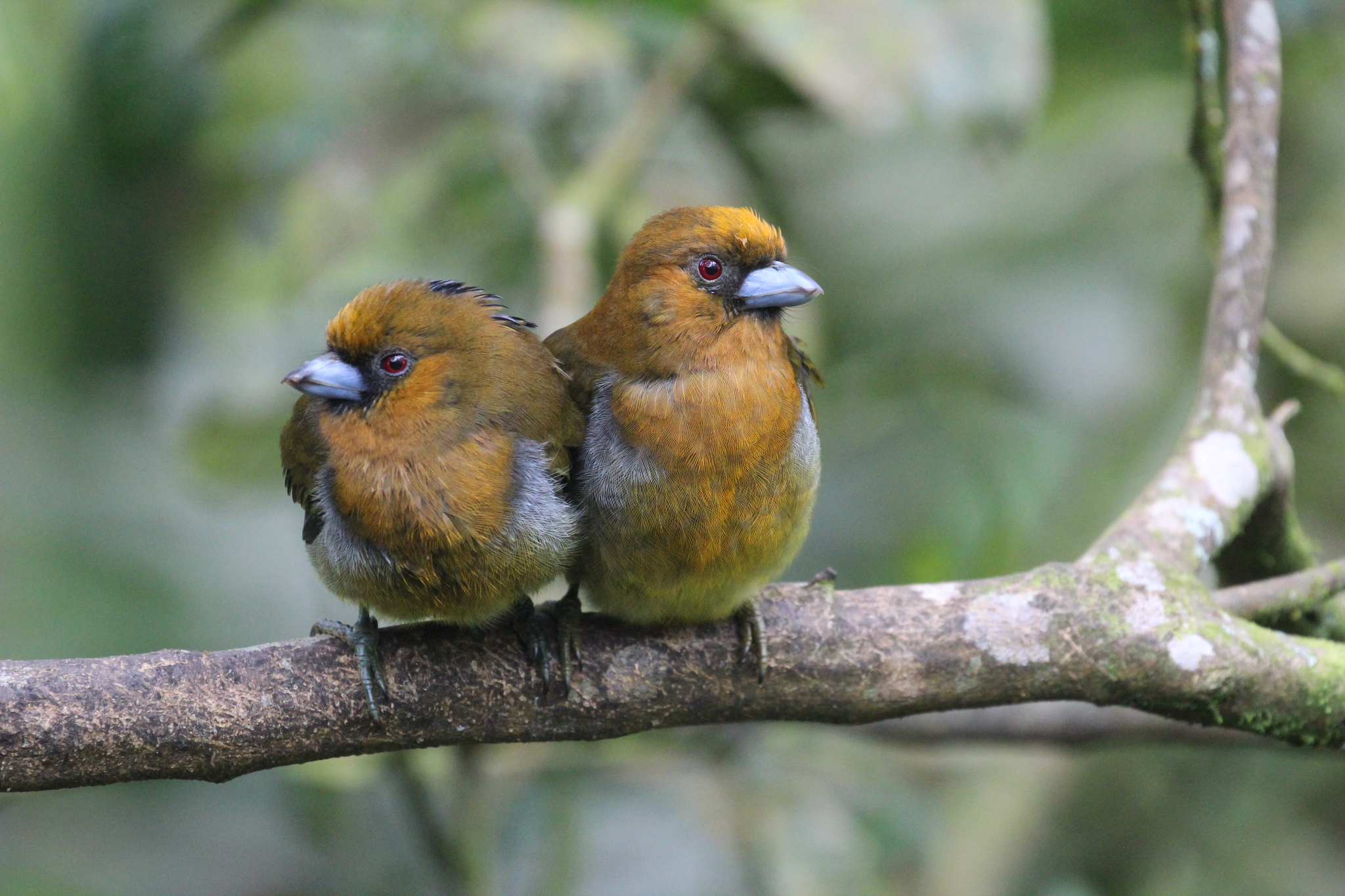 Prong-billed Barbet (Semnornis frantzii), photo 8