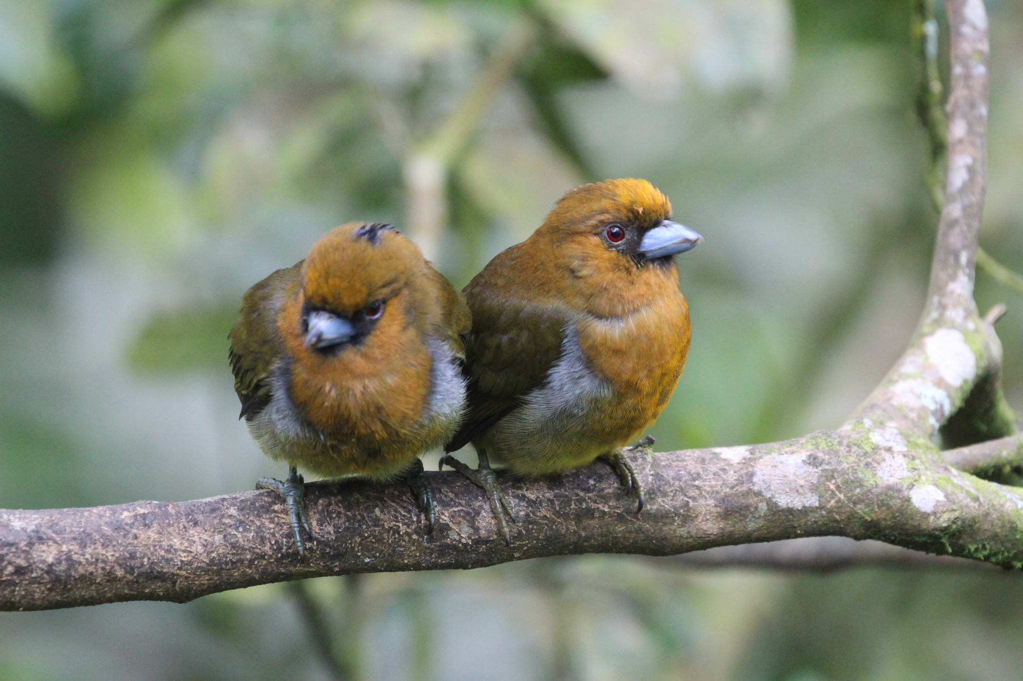 Prong-billed Barbet (Semnornis frantzii), photo 7