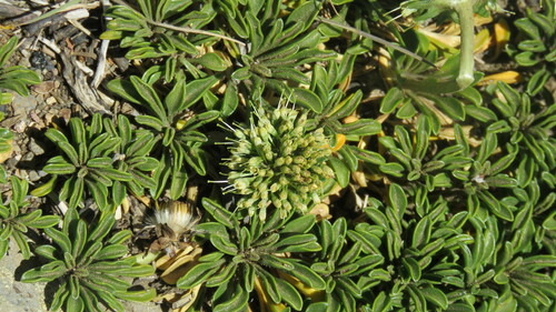 Gamocarpha alpina (Gamocarpha alpina)
