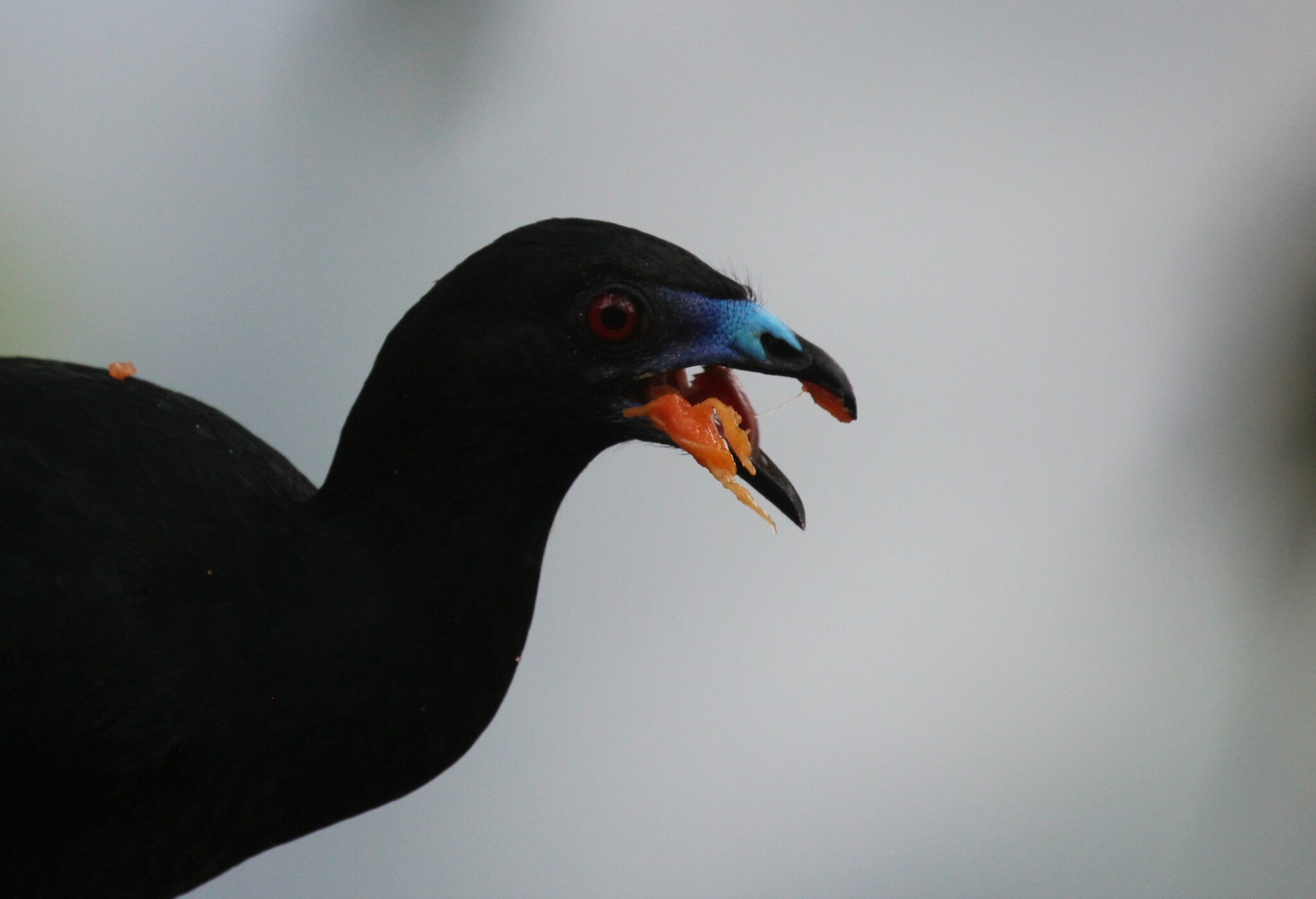 Black Guan (Chamaepetes unicolor), photo 9