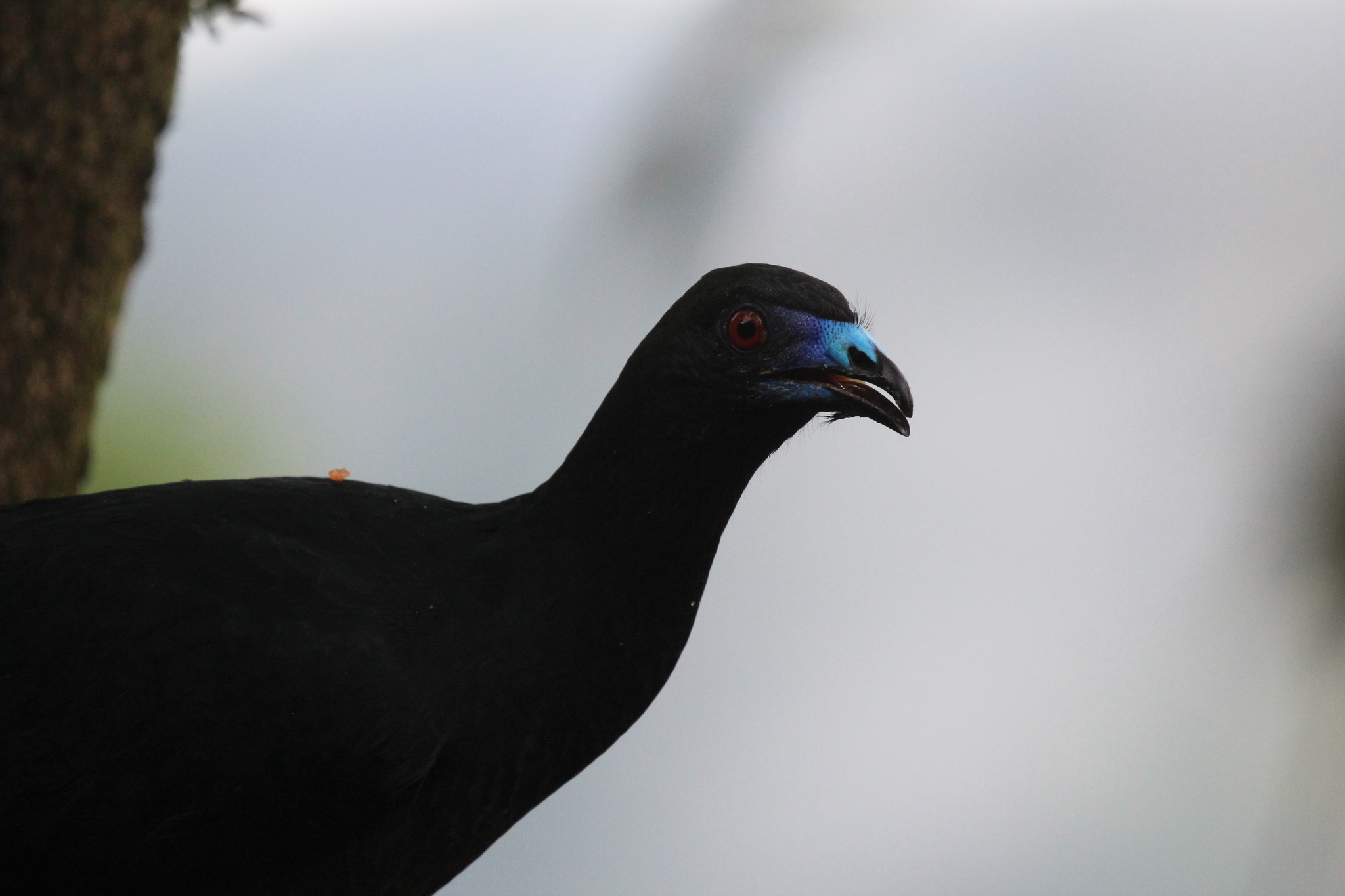 Black Guan (Chamaepetes unicolor), photo 10