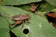 Lebinthus lanyuensis