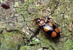 Dolichoctis tetracolon