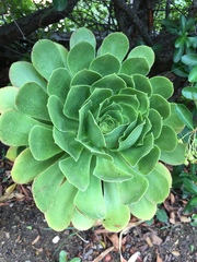 Aeonium urbicum