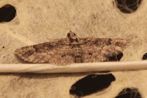 Mesocolpia nanula