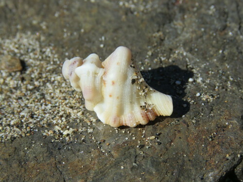 Turritriton gibbosus observed 2025-01-12