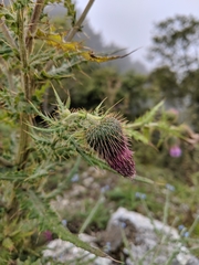 Cirsium ferum