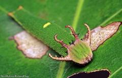 Polyura schreiber