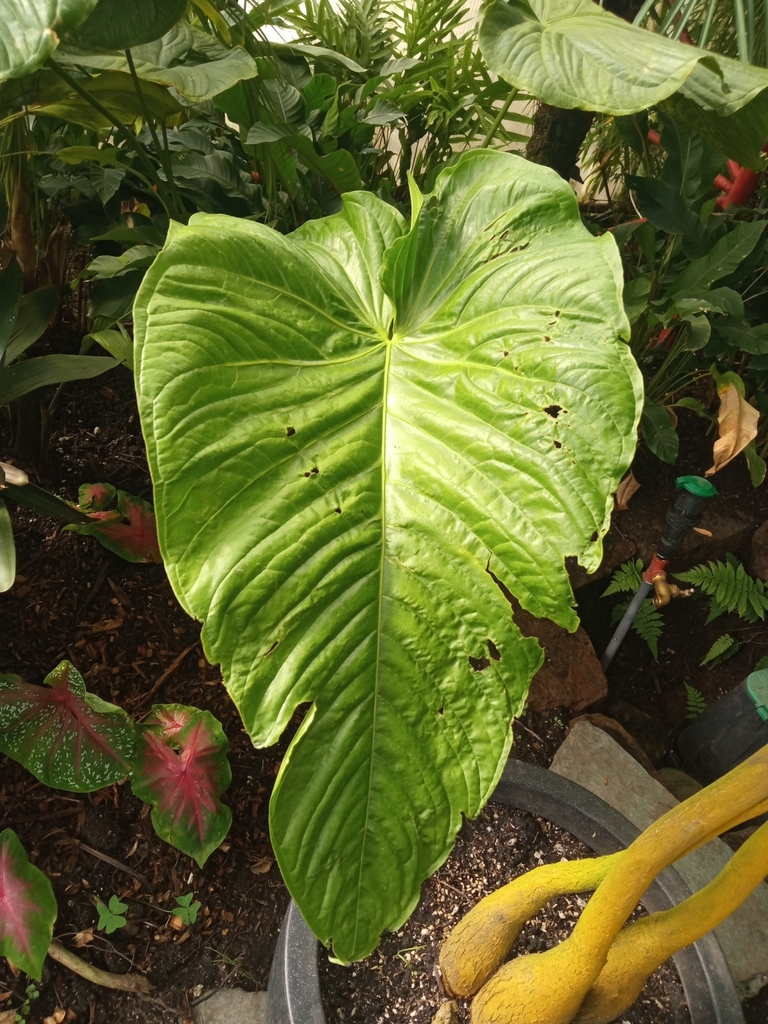 Anthurium albispatha  iNaturalist