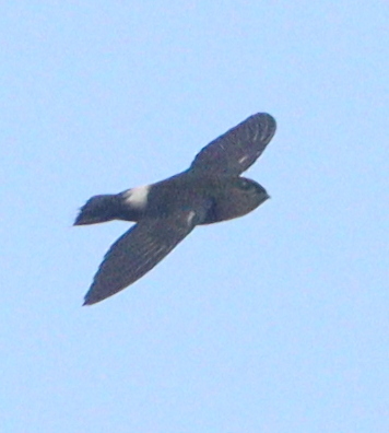 Band-rumped Swift (Chaetura spinicaudus), photo 10