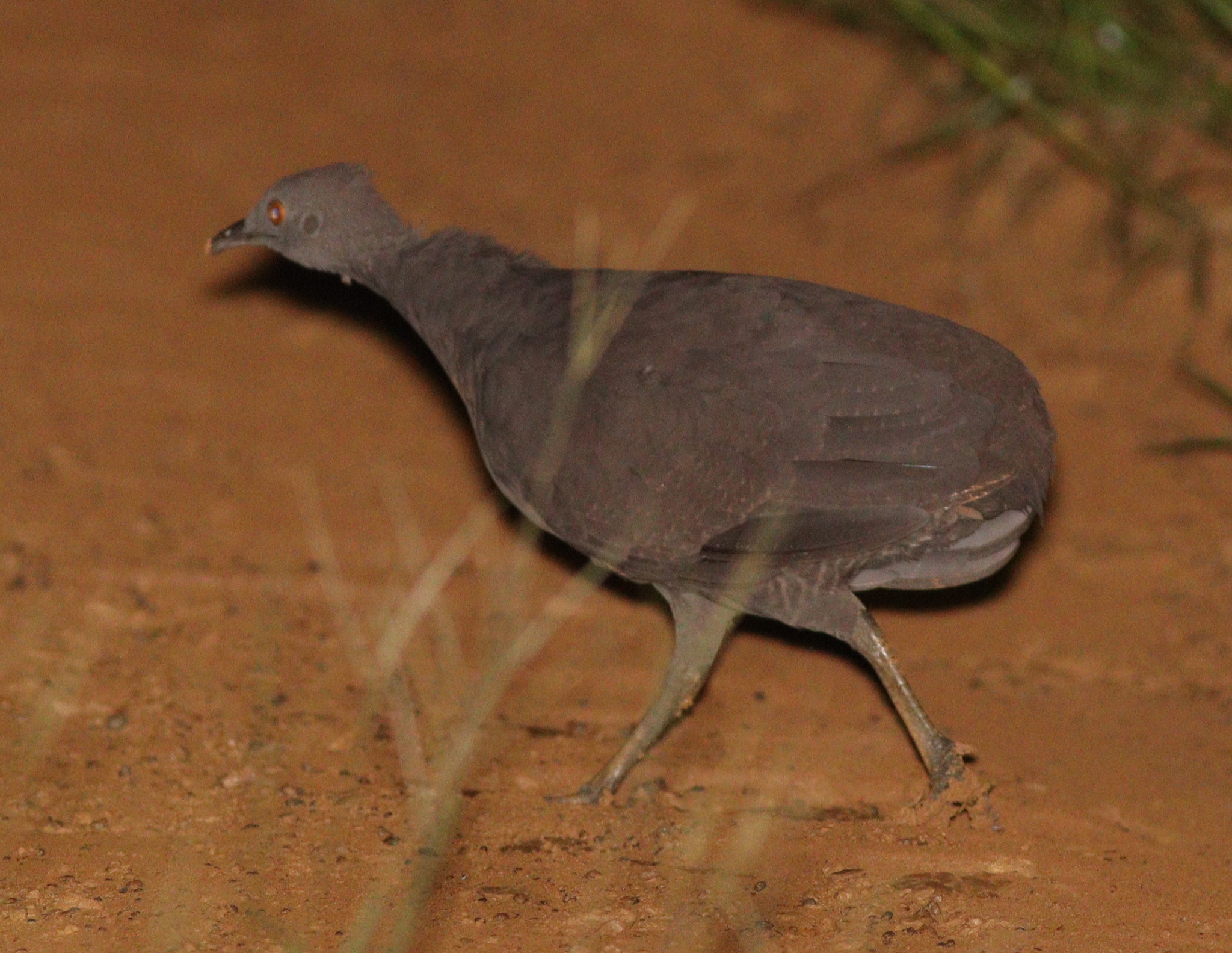 Cinereous Tinamou (Crypturellus cinereus), photo 3