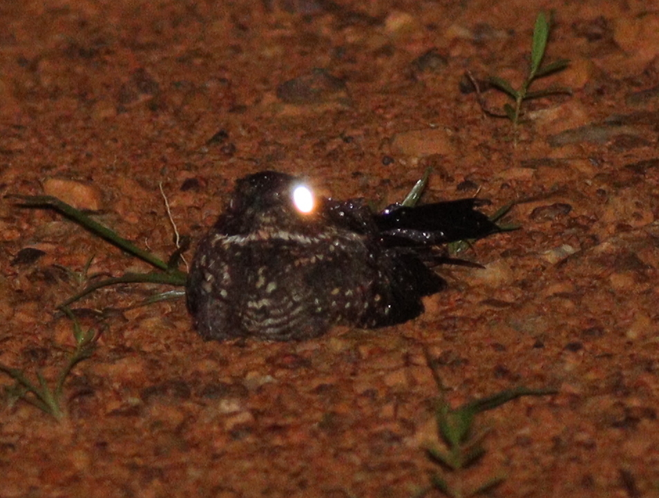 Blackish Nightjar (Nyctipolus nigrescens), photo 9