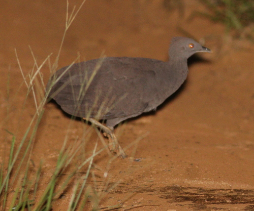 Cinereous Tinamou (Crypturellus cinereus), photo 4