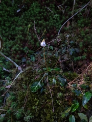 Shortia rotundifolia