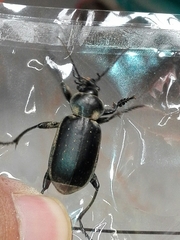 Calosoma maderae