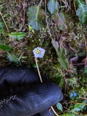 Shortia rotundifolia