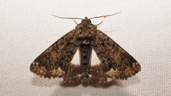 Catephia alchymista