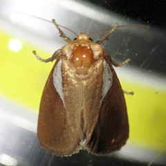 Prolimacodes trigona