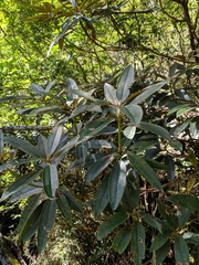 Rhododendron formosanum