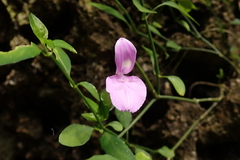 Dicliptera tinctoria