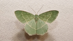Chlorissa cloraria