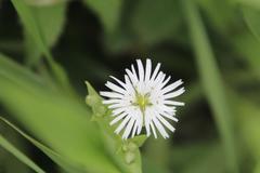Stellaria radians