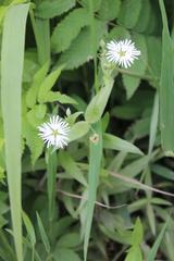 Stellaria radians