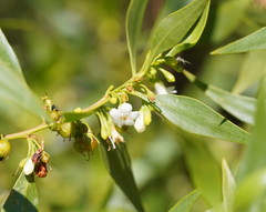 Myoporum acuminatum