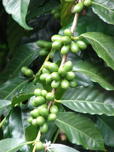 Coffee