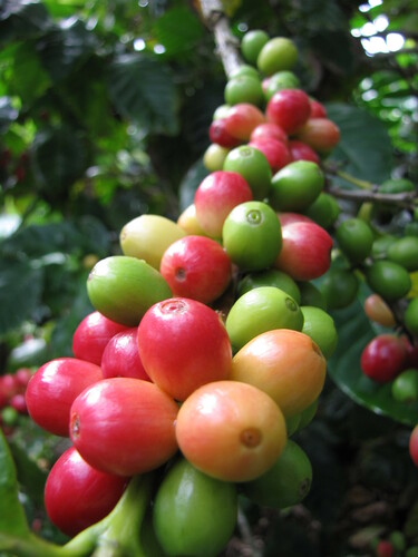 Coffee