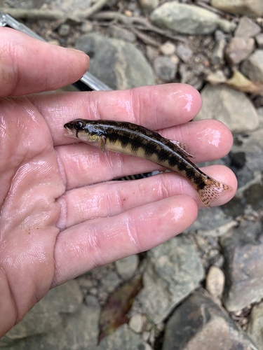Piedmont darter (Percina crassa) — Percidae — 3
