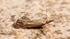 Chrysocrambus