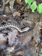 Vipera ammodytes