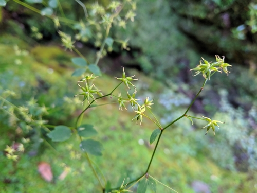 Thalictrum javanicum, photograph 3