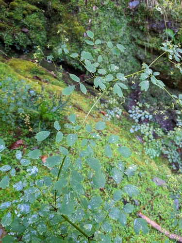 Thalictrum javanicum, photograph 4