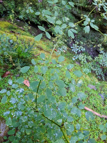 Thalictrum javanicum, photograph 5