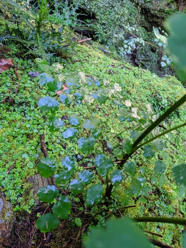 Thalictrum javanicum, photograph 6