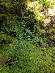 Thalictrum javanicum