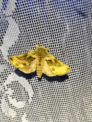 Euchalcia variabilis