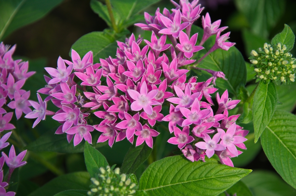 Pentas lanceolata