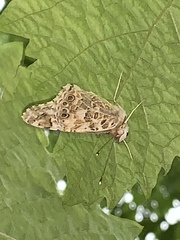 Vanessa cardui
